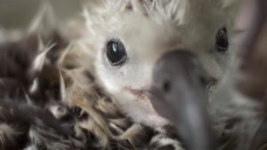 Baby albatross