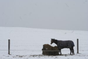 Winter contemplative photograph